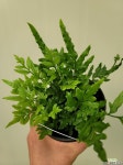 에버그린 고사리35 : 공기정화식물 - 엑스플랜트