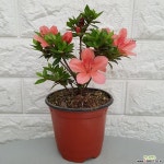 왜철쭉 녹산10 : 야생화 - 엑스플랜트