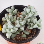 백봉국1182 - 엑스플랜트