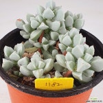 백봉국1182 - 엑스플랜트