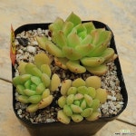 레이첼군생 - 엑스플랜트