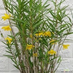 죽도석곡150 : 석곡 - 엑스플랜트