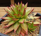 산적 티탄금 : 다육식물 - 엑스플랜트