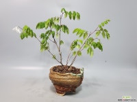 정등나무 수제화분 5 흰색꽃 : 관엽식물 - 엑스플랜트 정등나무 수제화분 5  흰색꽃 : 관엽식물 - 엑스플랜트