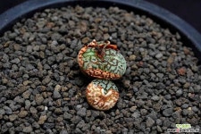 5317-C.wittebergense RR714 G-태선(太線) 위트버젠스 - 엑스플랜트 5317-C.wittebergense RR714  G-태선(太線) 위트버젠스 - 엑스플랜트