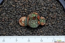 5317-C.wittebergense RR714 G-태선(太線) 위트버젠스 - 엑스플랜트 5317-C.wittebergense RR714  G-태선(太線) 위트버젠스 - 엑스플랜트