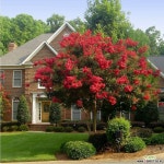 배롱나무 다이너마이트 삽목2년생 가림원예조경 : 꽃나무 묘목 - 엑스플랜트