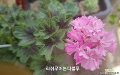 러쉬무어본디블루(제라늄) : 관엽식물 - 엑스플랜트