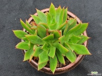 청전의사 (분채배송) - 엑스플랜트