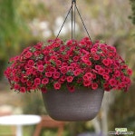 칼리브라코아-체리 모종(4포트) 고급종 케이야생화 : 꽃 모종 - 엑스플랜트