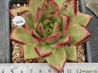 : 다육금 - 엑스플랜트  : 다육금 - 엑스플랜트