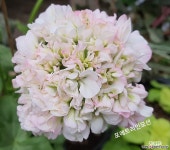 포에트리인모션+솔메이트(제라늄2개) : 관엽식물 - 엑스플랜트