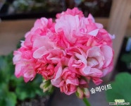 포에트리인모션+솔메이트(제라늄2개) : 관엽식물 - 엑스플랜트