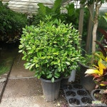 목향(최상급) : 공기정화식물 - 엑스플랜트