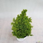 엘로우봉 : 관엽식물 - 엑스플랜트