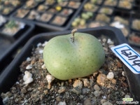 부사의6374 : 코노피튬 - 엑스플랜트