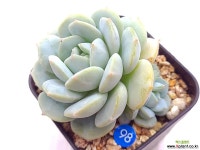 블루아트 : 다육식물 - 엑스플랜트