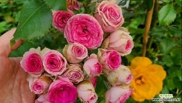 4계명품유럽장미.대품.슈퍼센세이션.old rose 향기.예쁜핑크색.꽃송이예쁨.울타리.월동가능. : 꽃/야생화 씨앗 - 엑스플랜트