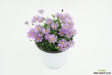 사계국화 : 야생화 - 엑스플랜트