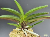 계명성 완성분 - 엑스플랜트