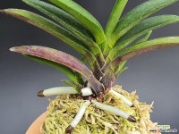 계명성 완성분 - 엑스플랜트