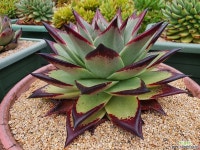 묵은둥이 슈퍼클론 (중국수입아님) - 엑스플랜트