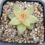 마리아젤리금 - 엑스플랜트