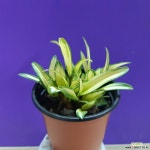 신종 긴기아난 (교배종)황조 : 기타 서양란 - 엑스플랜트