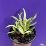 신종 긴기아난 (교배종)황조 : 기타 서양란 - 엑스플랜트