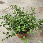 트리안 020 : 공기정화식물 - 엑스플랜트