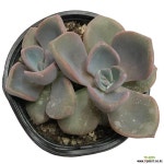 짚시 - 엑스플랜트