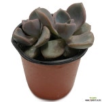 짚시 - 엑스플랜트