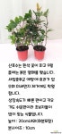 산호수 1+1 [하늘꽃농원] : 공기정화식물 - 엑스플랜트