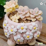 한들꽃단지 : 다육화분 - 엑스플랜트