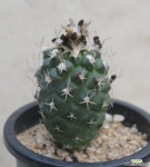 turbimicarpus lophophoroides 고려옥1 : 선인장 - 엑스플랜트 turbimicarpus  lophophoroides  고려옥1 : 선인장 - 엑스플랜트