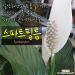 [허브여울제라늄] 플라워오브스프링 (유럽제라늄/펜시리브/흰무늬종) 묵은둥이 외목대 지름 12cm 중소품화분 : 공기정화식물 - 엑스플랜트