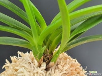 건국 완성분 - 엑스플랜트