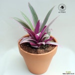 부자란 중간포트 : 공기정화식물 - 엑스플랜트