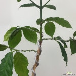 커피나무(분재용,대품) : 공기정화식물 - 엑스플랜트