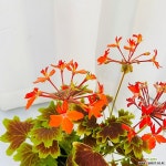 청년농부 벤쿠버 제라늄 유럽제라늄 단풍제라늄 : 공기정화식물 - 엑스플랜트