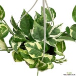 엔조이스킨답서스(걸이,중품) : 관엽식물 - 엑스플랜트