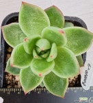 마리아금 : 다육식물 - 엑스플랜트