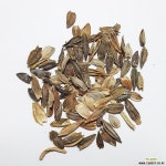 백일홍씨앗(백일초)10g(1200립) : 꽃/야생화 씨앗 - 엑스플랜트