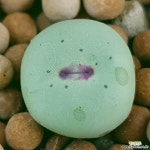 코노피튬 야생입술파가에 입술예뿌고보라색으로물드는아이입니다... 입술예뿌고보라색으로물드는아이입니다  0703 산아래다육이 : 코노피튬... 