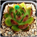 디오클래스G2 경매-다육식물  