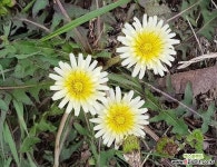 하얀민들레(흰민들레) / 10개 / 8cm포트 : 야생화 - 엑스플랜트