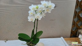 호접.아마빌리스.쌍대.꽃만개.수형예쁨.기다리고 기달렸던품종.다시입고.(하얀순백색).고급종.상태굿.키우기쉬운호접.꽃이 다핍. : 기타 서양란... 