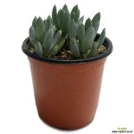 만보(청월) : 다육식물 - 엑스플랜트