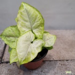 올루션싱고니움(재입고) : 공기정화식물 - 엑스플랜트