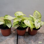 올루션싱고니움(재입고) : 공기정화식물 - 엑스플랜트